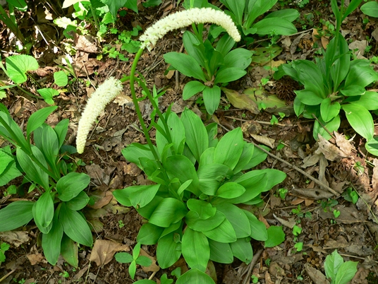 {Chamaelirium luteum}